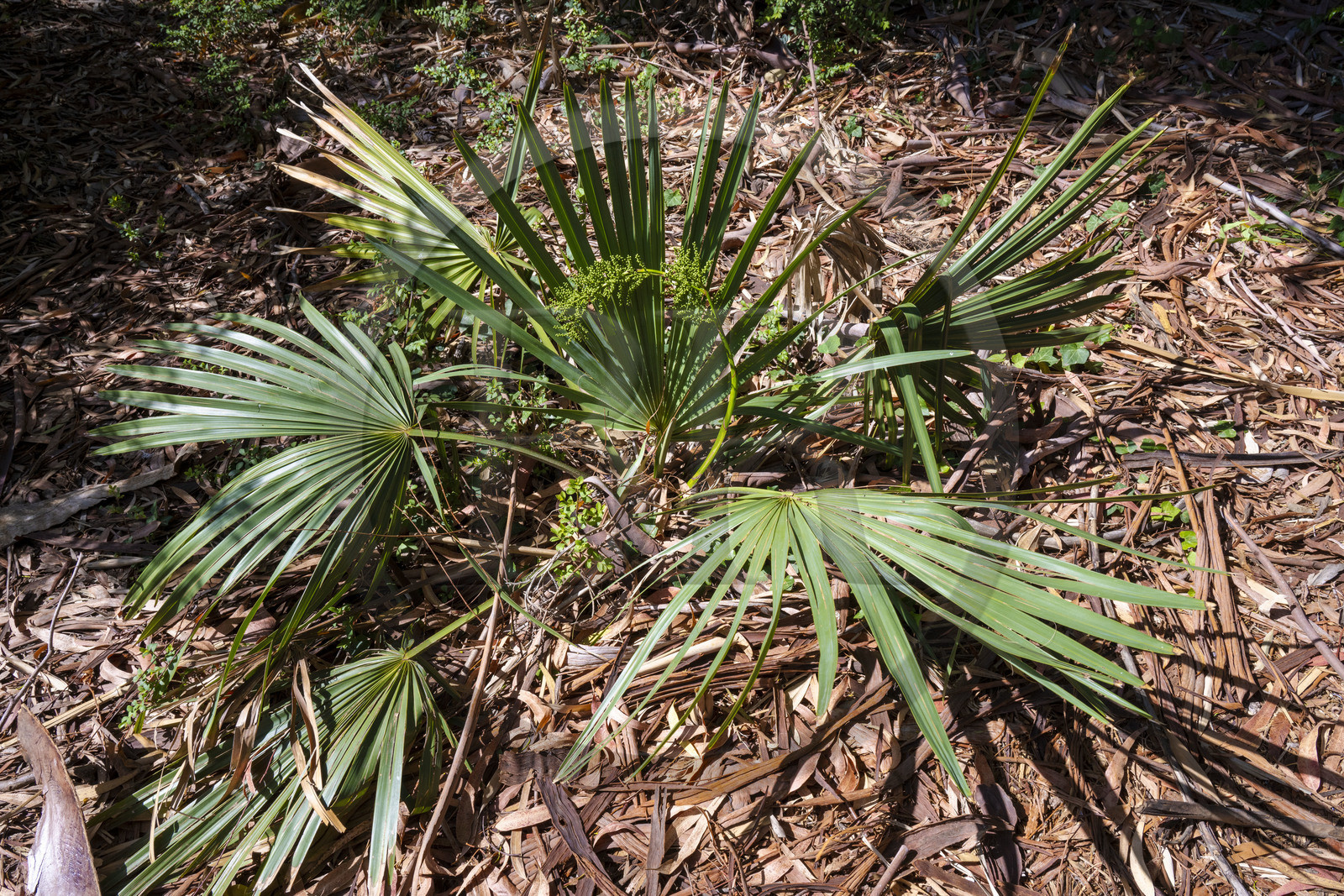 France, Alpes-Maritimes (06), Antibes, Le Jardin Botanique de la Villa Thuret (rattachée à l'INRAE), labellisé Jardin Remarquable et Arbre Remarquable, petit palmier Sabal minor