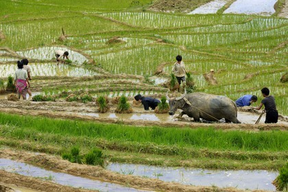 Vietnam, province de Lao Cai, région de Sapa, vallée de Ta Phin, culture de rizières en terrasses par la minorité Hmong Noir