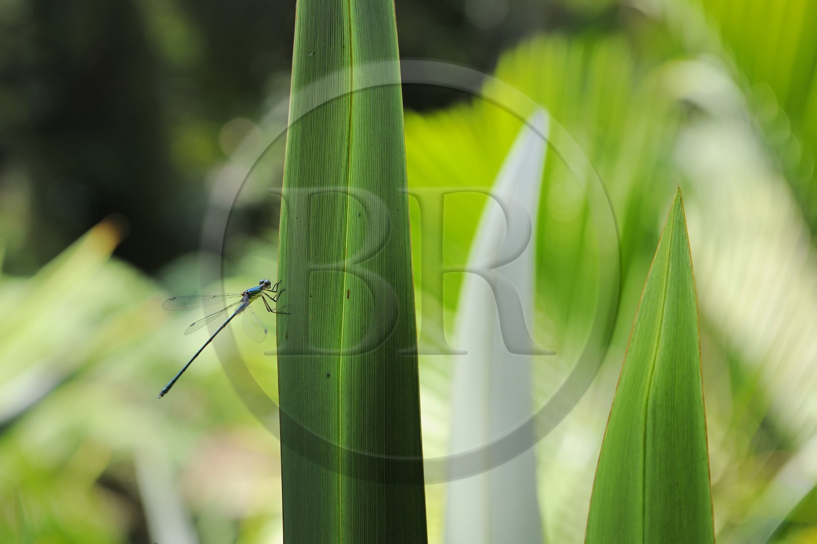 France, Var (83), Le Rayol-Canadel-sur-Mer, Domaine du Rayol, Jardin des Méditerranées, propriété du Conservatoire du Littoral, mention obligatoire, l'Agrion jouvencelle (Coenagrion puella) est une espèce de demoiselle