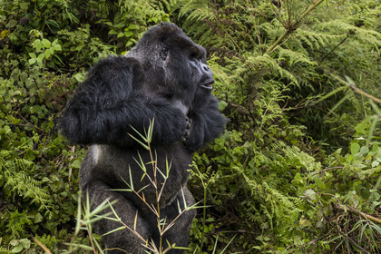 Rwanda, Province du Nord, Parc National des Volcans dans la chaine des Monts Virunga, mont Karisimbi, gorille des montagnes (Gorilla beringei beringei), dos argenté (silverback) nommé Impuzamahanga qui est le male dominant du groupe Susa, il se frappe le torse, battement de poitrine