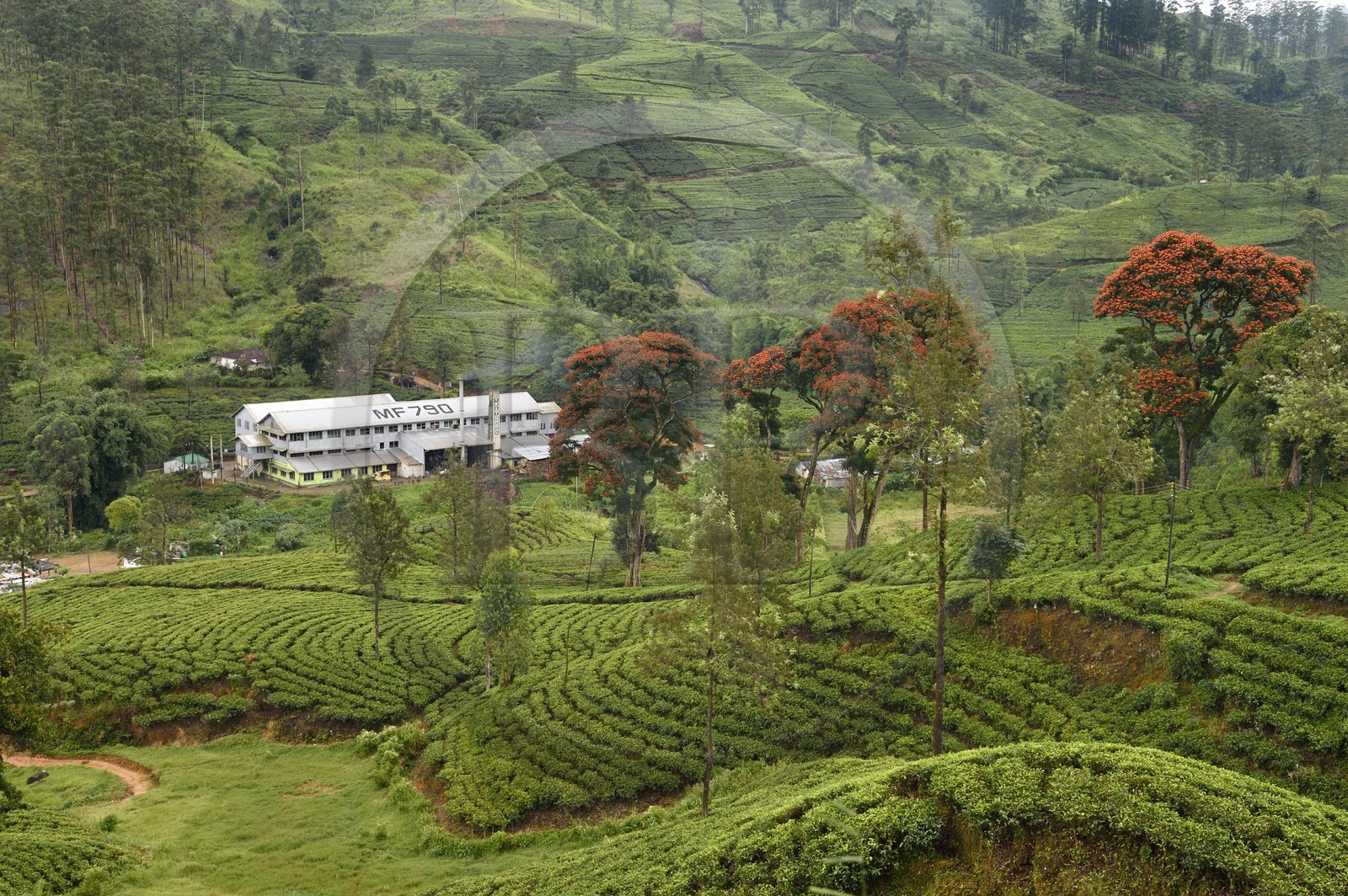 Sri Lanka, Central Province, the tea growing hill country towards Hatton, plantation and tea factory