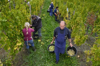 France, Bas-Rhin (67), Route des Vins d'Alsace, Mittelbergheim, labellisé Les Plus Beaux Villages de France, vendanges manuelles au domaine Wittmann