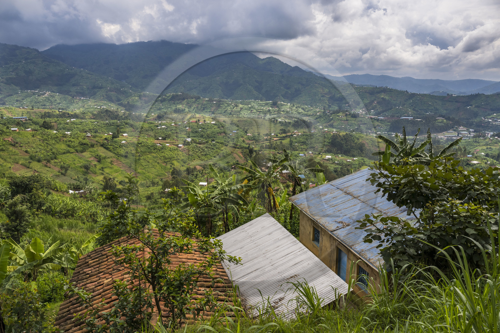 Rwanda, Province du Nord, habitat dispersé dans les collines vers Nyarutovu