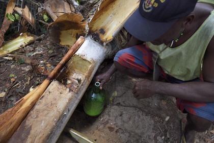 Gabon, province de Ogooué- Maritime, Omboué, région du Loango, producteur de vin de palme, récupération du jus de palme directement dans le tronc
