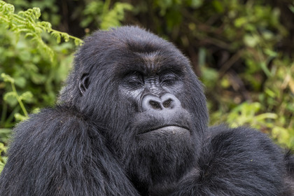 Rwanda, Province du Nord, Parc National des Volcans dans la chaine des Monts Virunga, mont Karisimbi, gorille des montagnes (Gorilla beringei beringei) du groupe Susa, male appelé dos argenté (silverback)