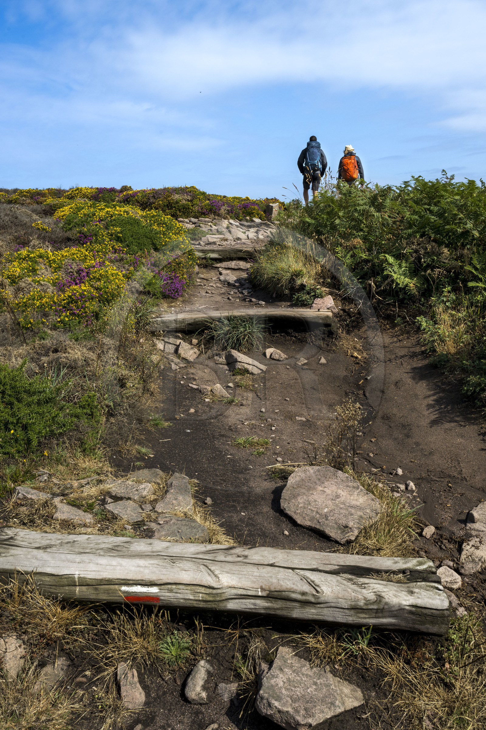 France, Côtes d'Armor (22), Grand Site de France Cap d'Erquy – Cap Fréhel, Erquy, randonneurs au dessus de  l'Anse de Port-Blanc sur le chemin de Grande Randonnée GR 34