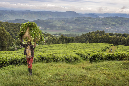 Rwanda, Province de l’Ouest, Gisakura, jeune paysan portant un ballot d'herbe pour nourrir les vaches, plantation de thé, le lac Kivu et les montagnes de la République démocratique du Congo en arrière plan