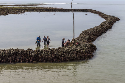 France, Charente Maritime, Oleron island, Saint Georges d'Oléron, Sables Vignier beach at low tide, authorized fishermen consolidating the Basses fish lock (aerial view)