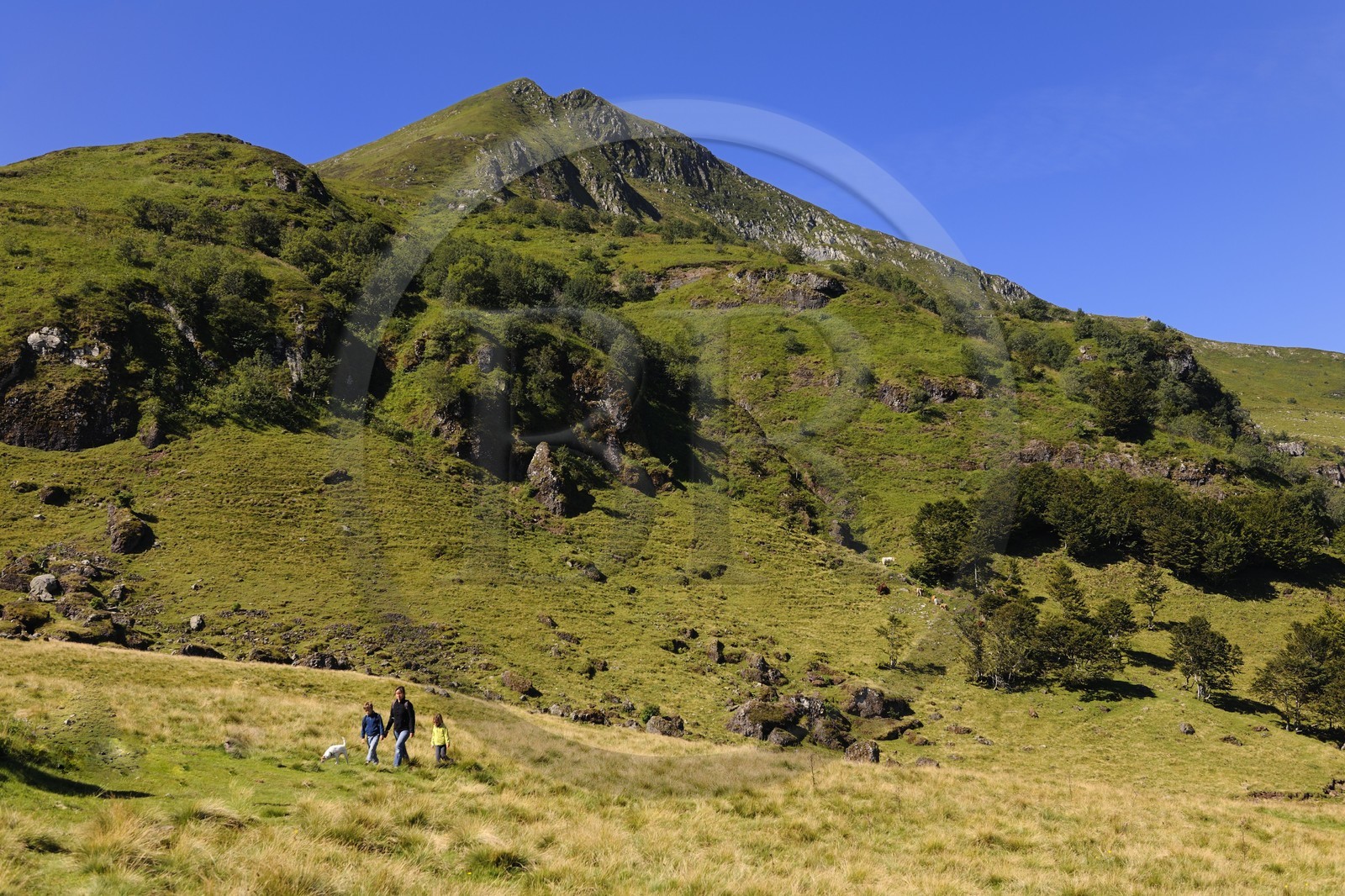France, Cantal (15), monts du Cantal, Parc Naturel Régional des Volcans d' Auvergne, randonnée au pied de la montagne du Puy-Mary (1783m)