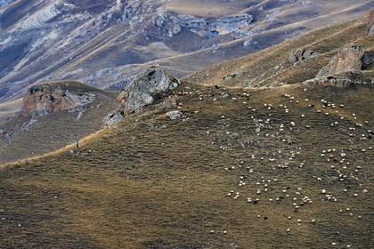 Azerbaïdjan, région de Quba (Guba), chaine de montagne du Grand Caucase, randonnée entre le village de Qalaxudat et de Giriz, berger et son troupeau de moutons