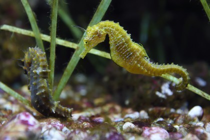France, Var, Ile des Embiez, the Paul Ricard Oceanographic Institute, long-snouted seahorse (Hippocampus guttulatus)