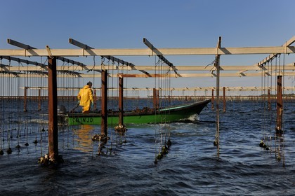 France, Hérault (34), Bouzigues, étang de Thau, l'élevage en suspension sur des cordes dans le parc à huîtres