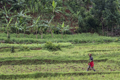 Rwanda, Province de l’Est, Nyagasambu, cultures en bordure de la rivière dans la vallée du Rugende