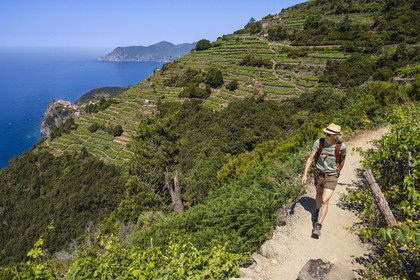 Italie, Ligurie, Cinque Terre, parc national des Cinque Terre classé Patrimoine Mondial de l'UNESCO, randonneurs sur le sentier GR 586 passant dans le vignoble en terrasse entre Corniglia et Volastra au dessus de Manarola, le village de  Corniglia en arrière plan