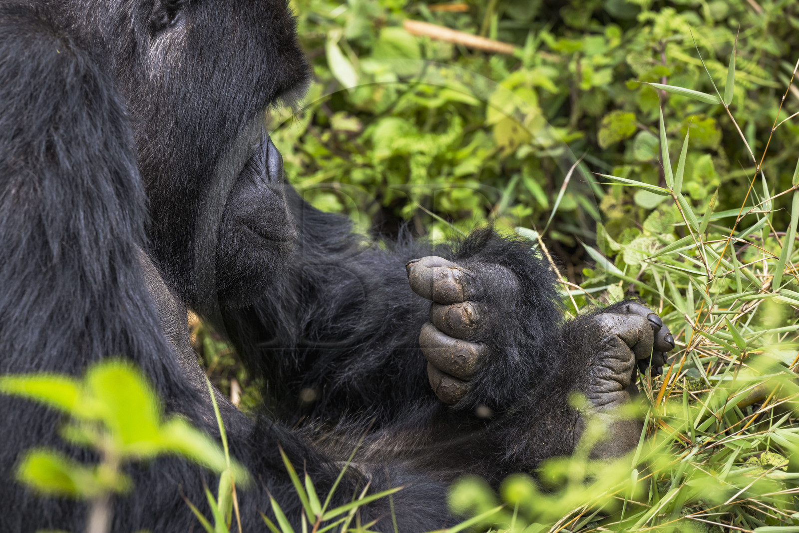 Rwanda, Province du Nord, Parc National des Volcans dans la chaine des Monts Virunga, mont Karisimbi, gorille des montagnes (Gorilla beringei beringei) du groupe Susa