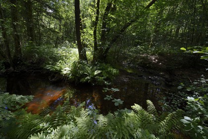 France, Ille-et-Vilaine (35),  forêt de Brocéliande, la vallée de l'Aff