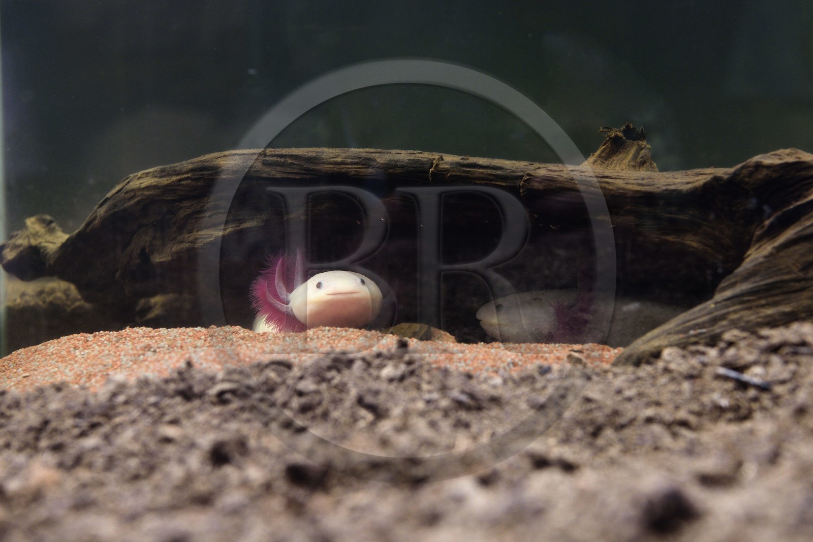 France, Var (83), Iles d'Hyères, parc national de Port Cros, Ile de Porquerolles, la Fondation Carmignac, Diorama (couple d'axolotls) (2012) co-production de Mathieu Mercier et Credac Ivry