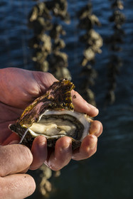 France, Hérault (34), Etang de Thau, Mèze, les producteurs de coquillages Quentin et Emmeline