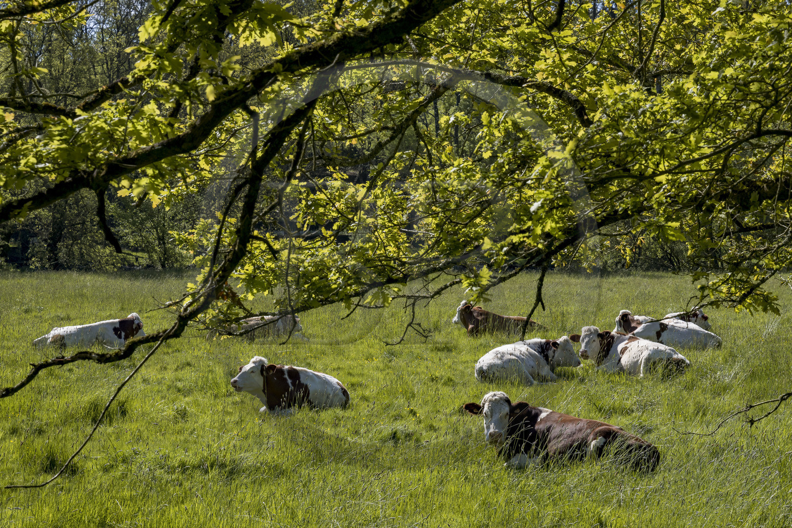 France, Vendée (85), Mortagne-sur-Sèvre, vaches au pré