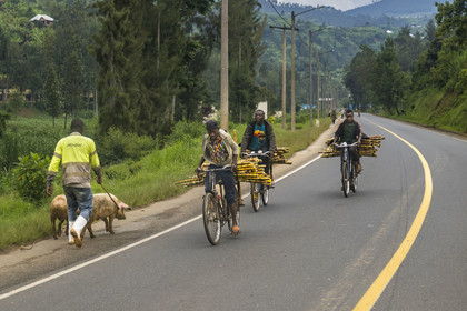 Rwanda, Province du Nord, District de Musanze (Ruhengeri), transport de canne à sucre sur une bicyclette sur la route de Kigali, les bicyclettes sont le principal moyen de transport local
