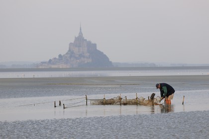 France, Manche (50), Baie du Mont-Saint-Michel, le pêcheur de grève Guy Jugan relevant ses filets de crevettes grises à l'aube