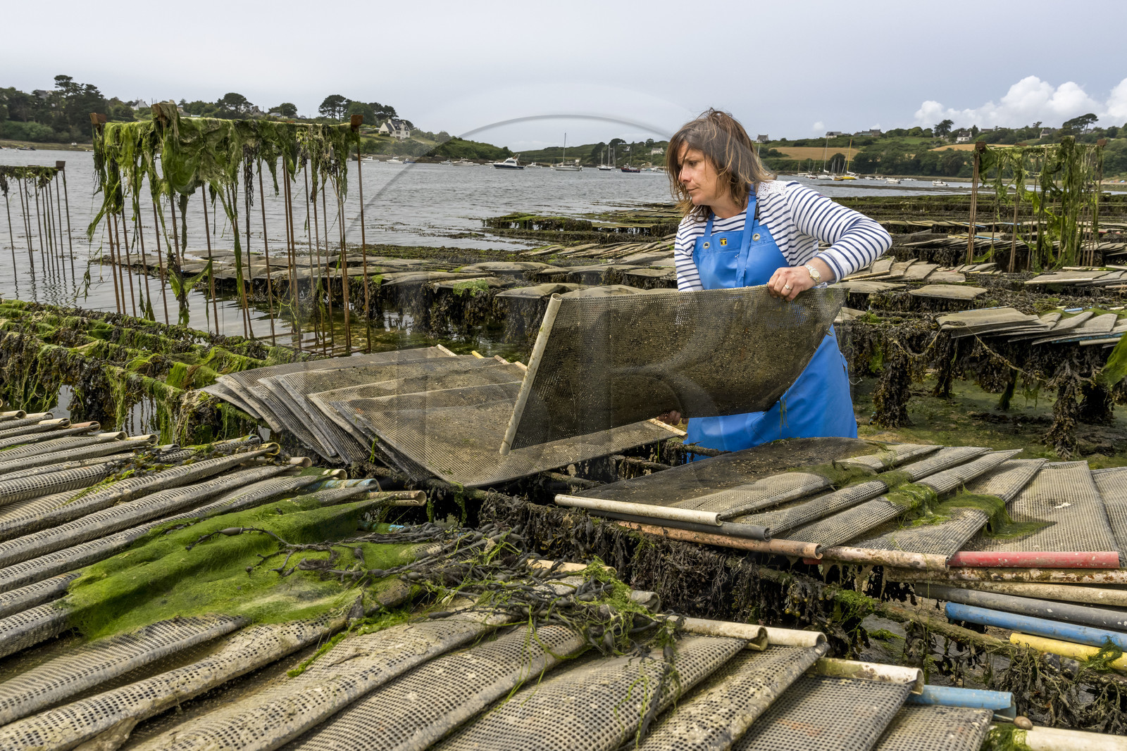 France, Finistère, Abers Country (Pays des Abers), Lannilis, Prat-Ar-Coum fishponds and oyster farm, oyster farming business of the Yvon Madec family on the Aber Benoit, Caroline Madec works on oyster spat bags