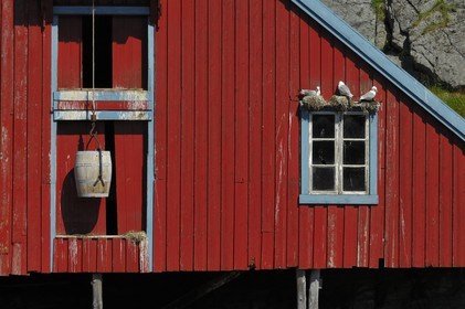 Norway, Nordland County, Lofoten Islands, Moskenes island, rorbuer (fishermen's huts) at the village of A (Å) and sea gull nests