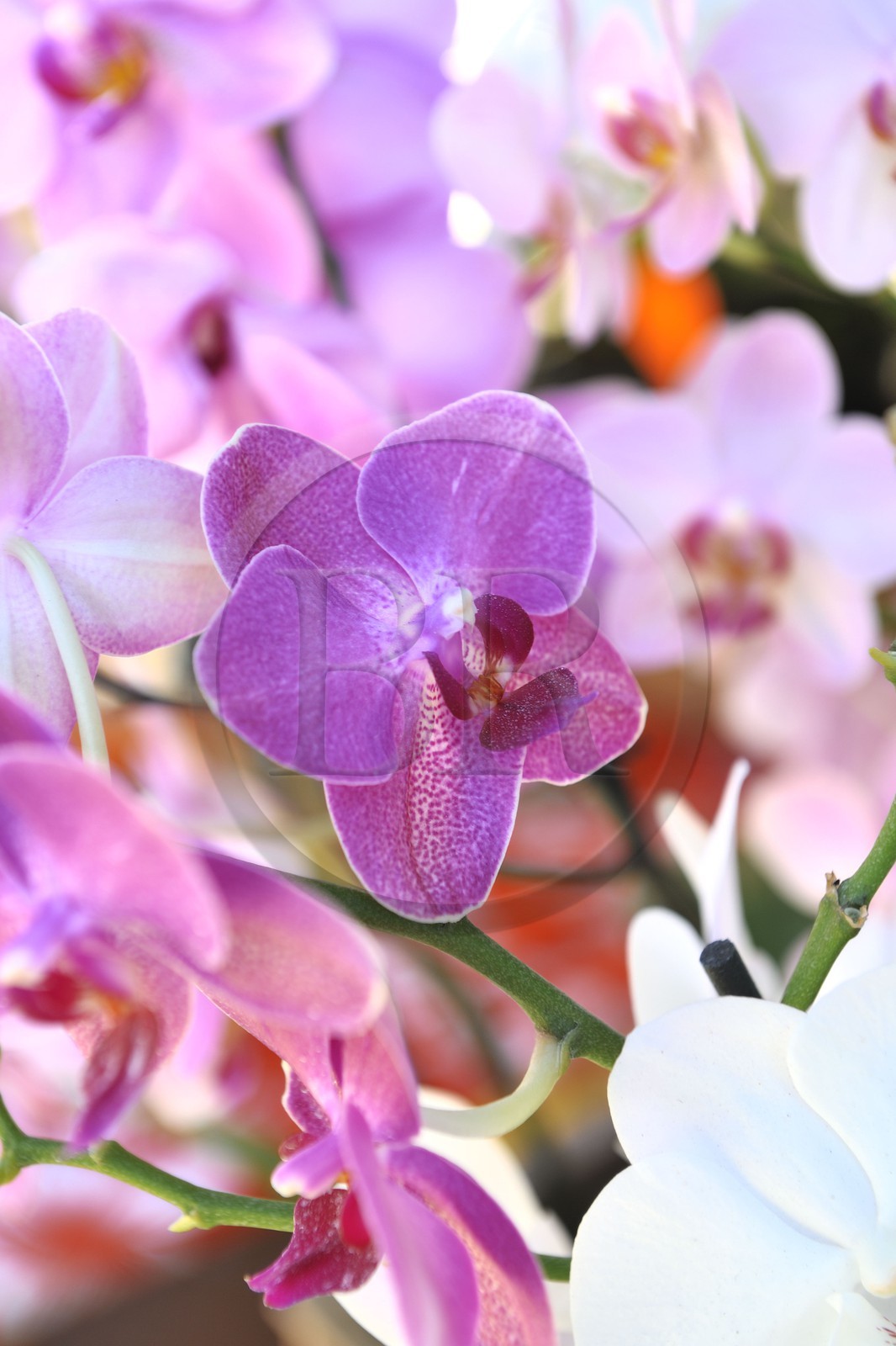 France, île de la Réunion, Saint-Pierre, le marché du samedi, fleur d'orchidée