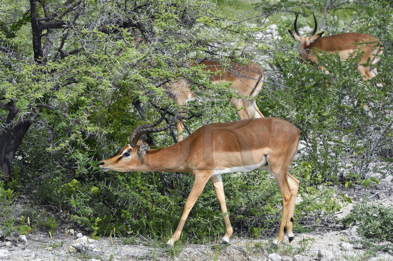 Namibie, région de Oshikoto, Parc National d'Etosha, impala à face noire mâle (Aepyceros melampus petersi)