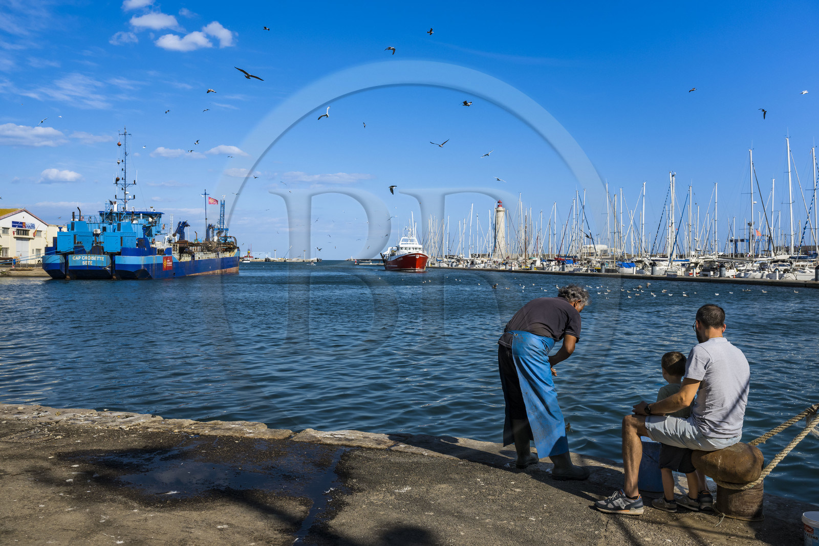 France, Hérault (34), Sète, retour des chalutiers de leur journée de pêche suivis de leur cortège de gabians (goélands) et le phare du mole Saint-Louis en arrière-plan