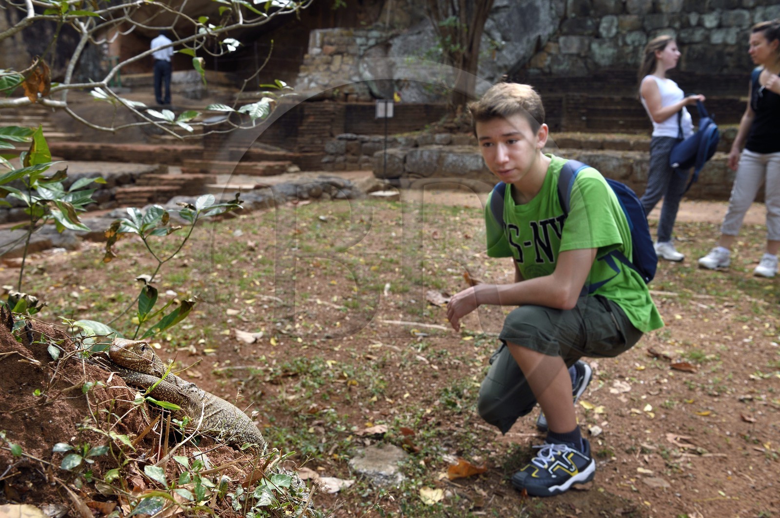 Sri Lanka, province centrale, district de Matale, Sigiriya, ville ancienne de Sigiriya classée patrimoine mondial de l'UNESCO, l'ancien palais forteresse du Rocher du Lion, varan du Bengale (Varanus bengalensis)