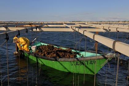 France, Hérault (34), Bouzigues, étang de Thau, l'élevage en suspension sur des cordes dans le parc à huîtres