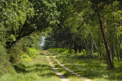France, Loire et Cher, domaine du château de Chambord