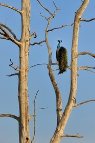 Sri Lanka, province d'Uva, Parc national d'Uda Walawe (Udawalawe National Park), paon bleu (Pavo cristatus)