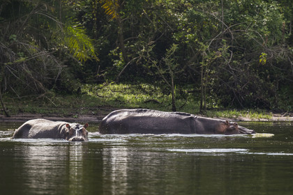 Rwanda, Parc national de l'Akagera, le lac Ihema, Hippopotames (Hippopotamus amphibius)