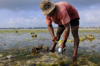 Tanzania, Zanzibar Archipelago, Unguja island (Zanzibar), southeast coast, Bwejuu, octopus fishing on the coral reef at low tide