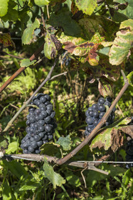 France, Cote d'Or, cultural Landscape of the climates of Burgundy listed as World Heritage by UNESCO, Route des Grands Crus (road of Vintage Wines), vineyard of the Côte de Nuits, Vougeot, the Chateau of Clos de Vougeot, bunch of Pinot Noir grapes a few days before the harvest