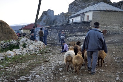 Azerbaijan, Quba (Guba) region, Greater Caucasus mountain range, village of Giriz, shepherd returning to the village with his flock of sheep