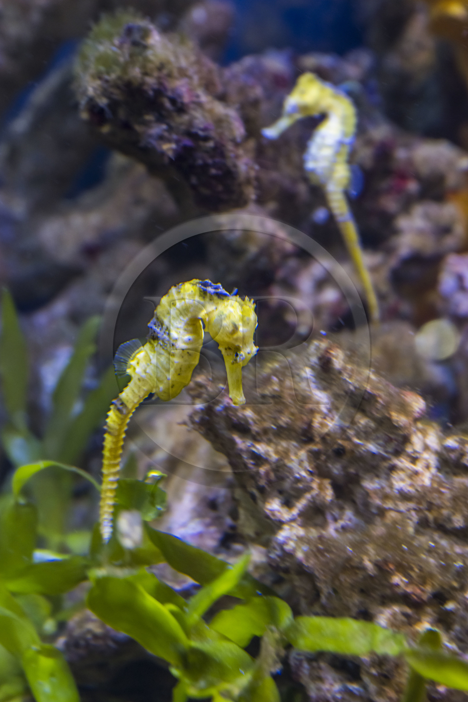 Espagne, Catalogne, Barcelone, Port Vell, l'aquarium, Hippocampe long-nez (Hippocampus reidi)