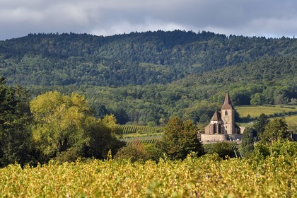 France, Haut-Rhin (68), Route des vins d'Alsace, Hunawihr, labellisé Les Plus Beaux Villages de France, église fortifiée Saint-Jacques-le-Majeur du XIVème siècle fonctionnant en simultaneum (catholique et protestant) et entourée de vignes