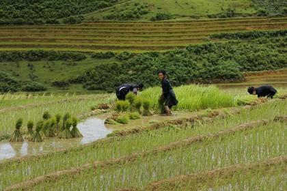 Vietnam, province de Lao Cai, région de Sapa, vallée de Ta Phin, culture de rizières en terrasses, femmes de la minorité Hmong Noir effectuant le repiquage du riz