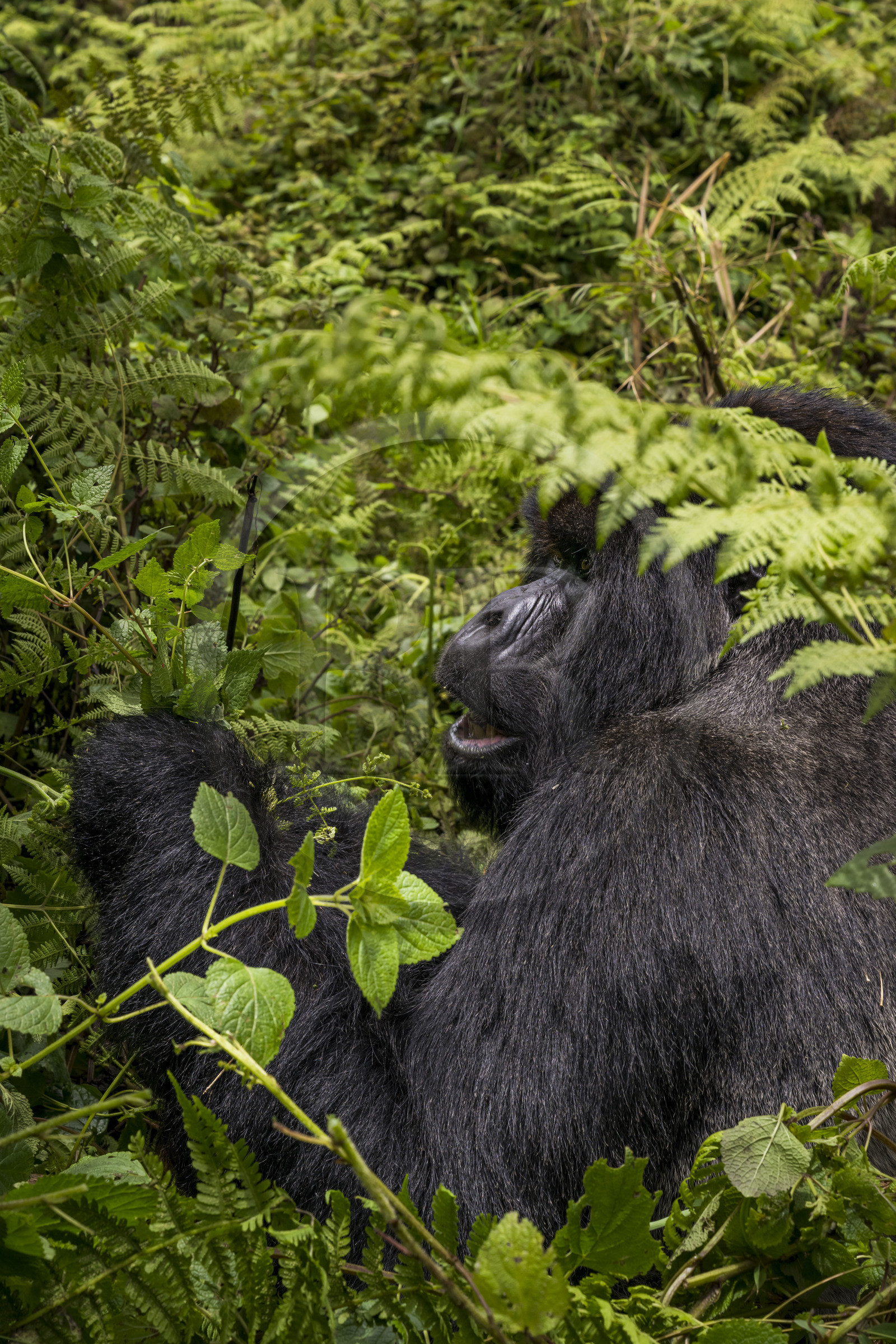 Rwanda, Province du Nord, Parc National des Volcans dans la chaine des Monts Virunga, mont Karisimbi, gorille des montagnes (Gorilla beringei beringei) du groupe Susa, male appelé dos argenté (silverback) Rwanda, Province du Nord, Parc National des Volcans dans la chaine des Monts Virunga, mont Karisimbi, gorille des montagnes (Gorilla beringei beringei) du groupe Susa, male appelé dos argenté (silverback)