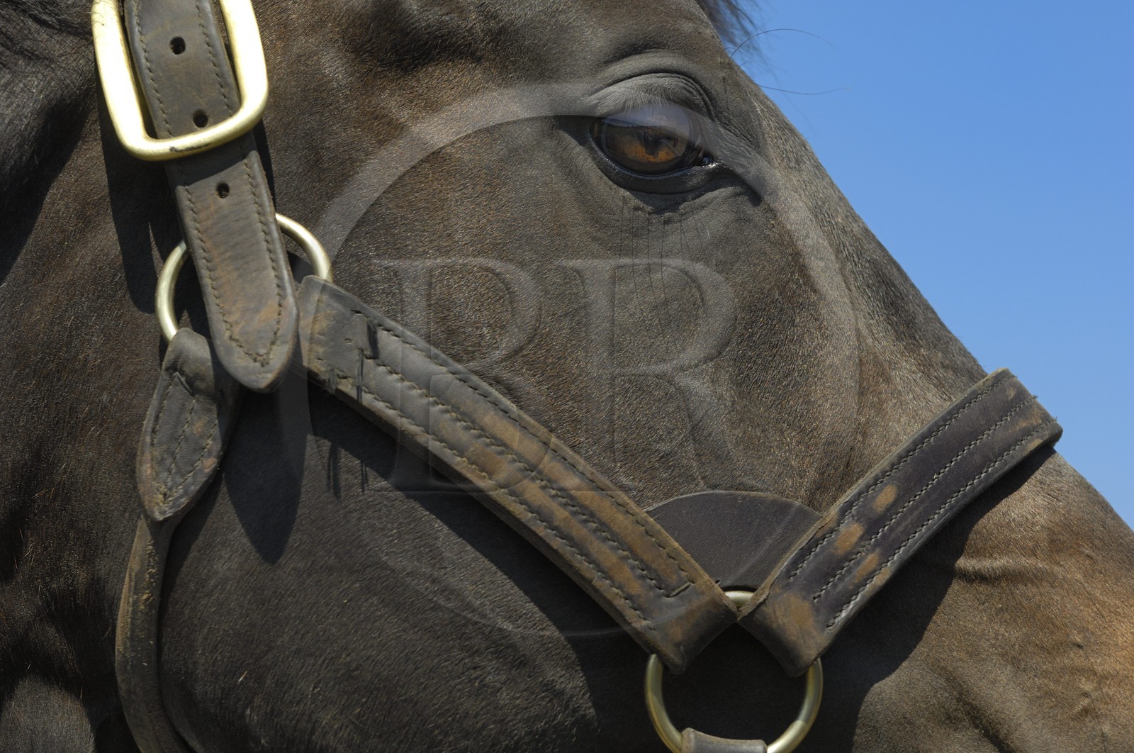 Irlande, Co. Kildare, Maynooth, harras de Derrinstown (Stud)