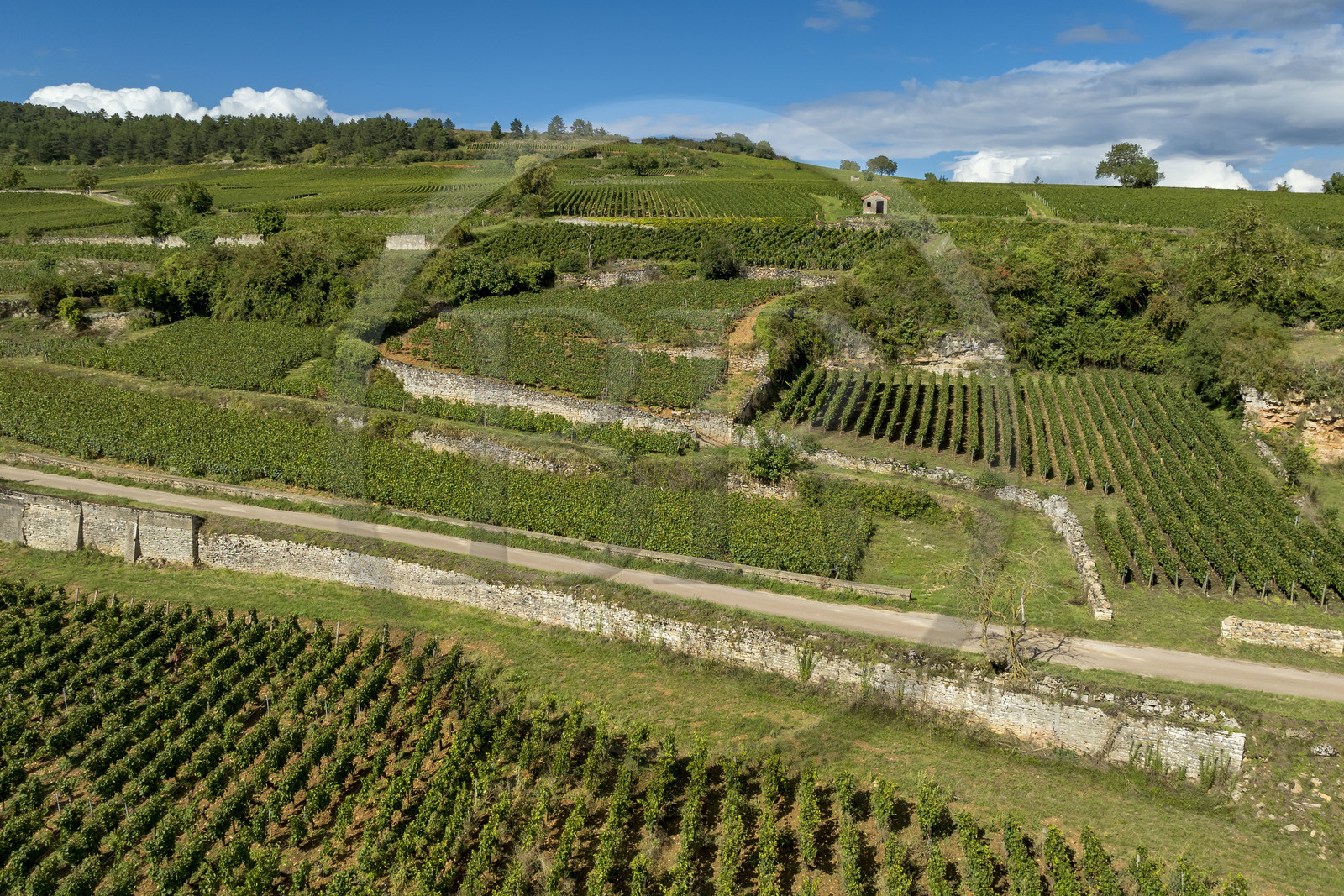 France, Côte-d'Or (21), les climats de Bourgogne classés Patrimoine Mondial de l'UNESCO, Route des Grands Crus, vignoble de la Côte de Beaune, Pommard, vignoble où les Hospices de Beaune possèdent des parcelles (vue aérienne)