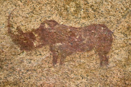 Namibia, Erongo region, Damaraland, the Pondok Mountains at the east of Spitzkoppe in the Namib Desert, rock paintings under a granitic overhang called the Bushman's Paradise believed to have been made between 4,400 BCE and 100 AD, representation of a rhinoceros