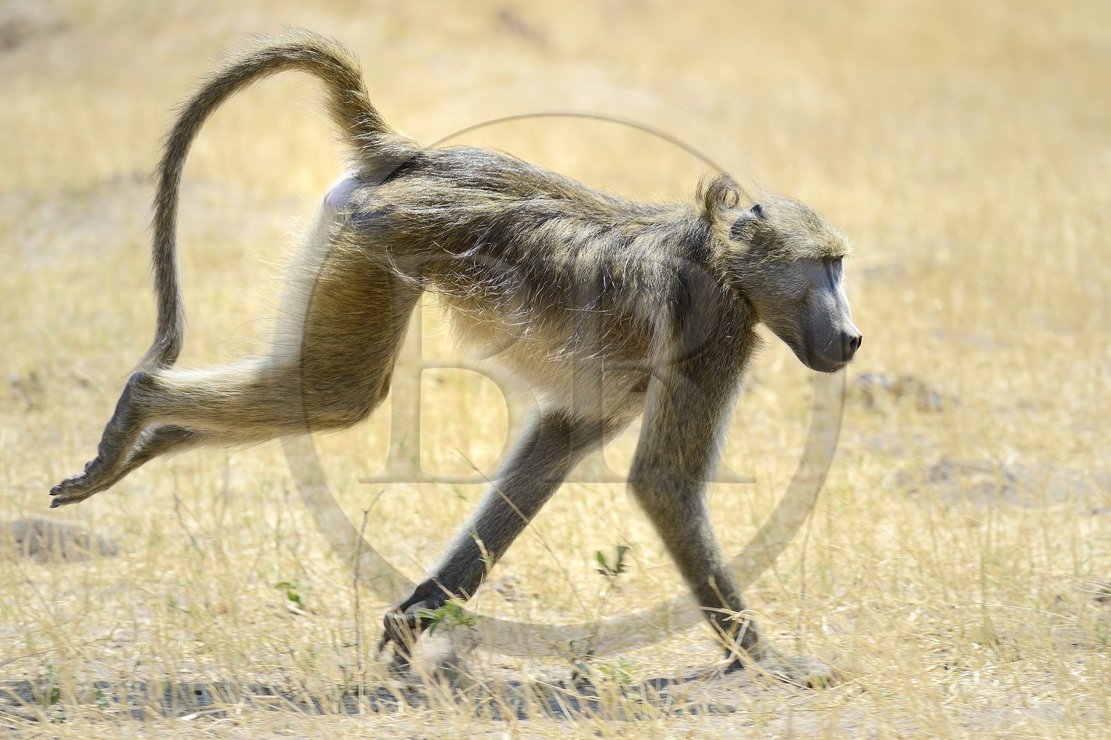 Zimbabwe, Matabeleland North Province, Hwange National Park, chacma baboon (Papio ursinus)