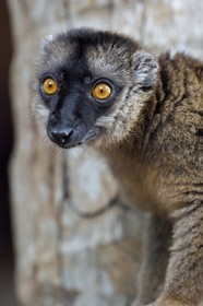 France, Ile de Mayotte, Grande-Terre, Kani-Keli, le Jardin Maoré à la plage de N’Gouja, Lémur fauve (Eulemur fulvus mayottensis) appelé aussi maki