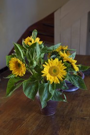 France, Var (83), Hyères, maison d'Hôtes La Bastide du Plantier, bouquet de tournesol