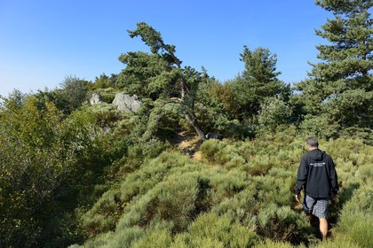 France, Loire, Parc Naturel Regional du Pilat (Natural Regional Park of Pilat), Saint Sabin Chapel in the Pilat massif crests, broom moor landscape