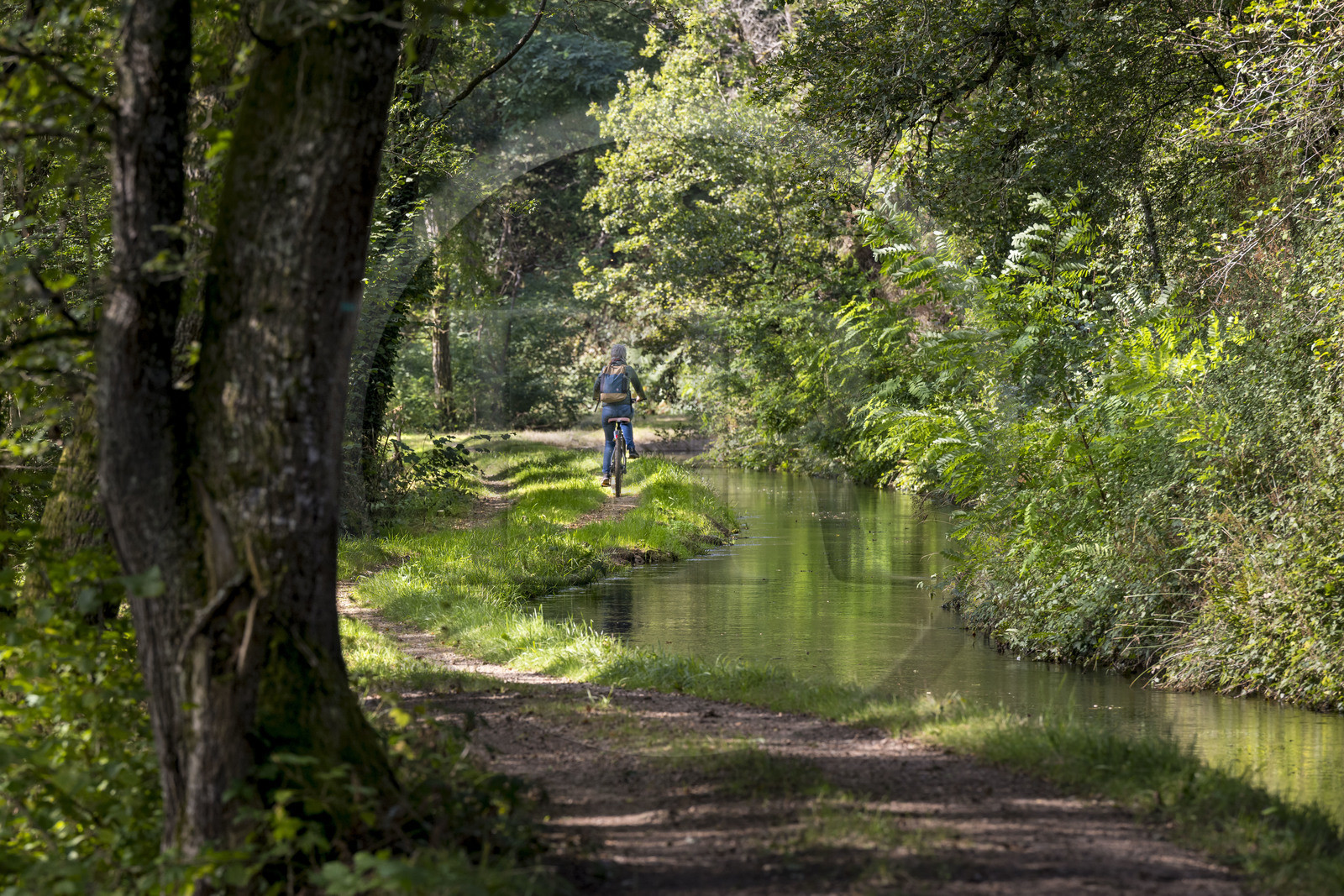 France, Nièvre (58), Parc naturel régional du Morvan, en amont de l'aqueduc de Montreuillon, cycliste sur le chemin bordant la Rigole d'Yonne qui puise les eaux de l'Yonne au lac de Pannecière et alimente le canal du Nivernais